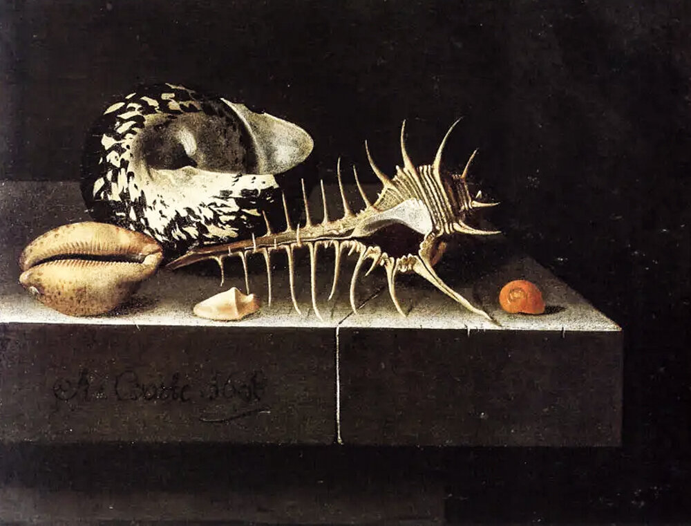 Адриан Корте "Раковины". Источник: https://artchive.ru/artists/67441~Adrian_Koort_Koorte