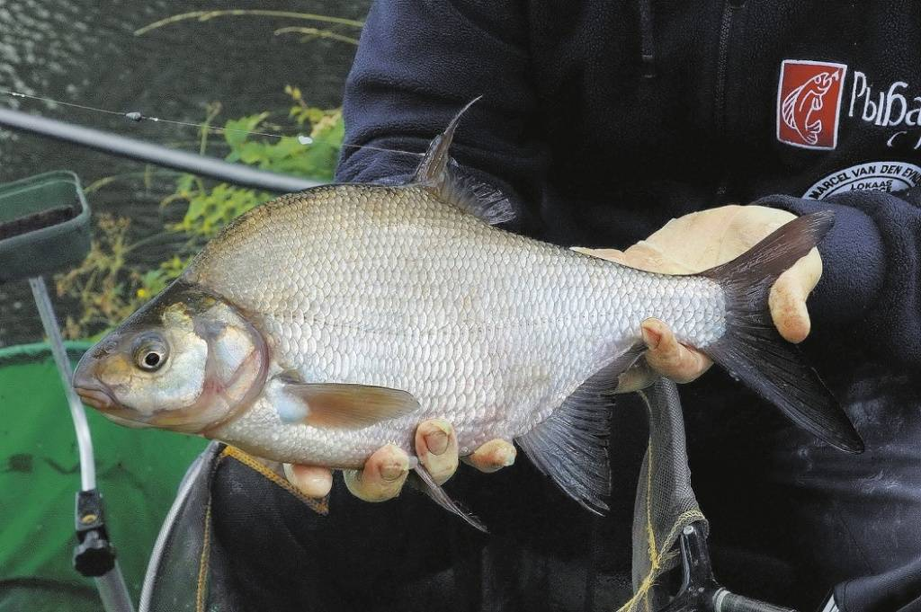 улов на фидер. трофейный лещ на фидер. ловля леща весной. ловля леща весной. фидер на леща.