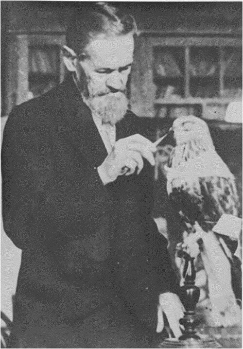 Я.П. Коксин. Изготовление чучела канюка. 1949 г.