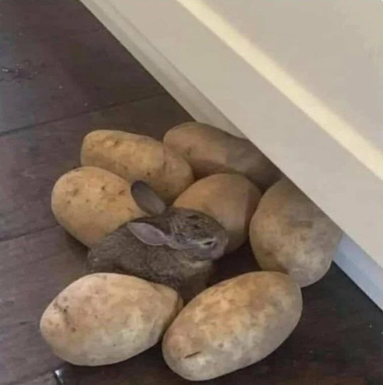 Поделка из картошки в школу. Картошка заяц. Поделки из картофеля. Заяц с картошки стикер. Заяц с картошкой.