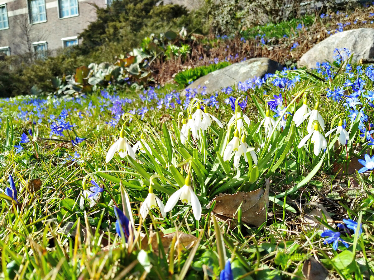 Полянка луковичных в Стокгольме