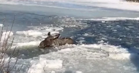 Днями спасли лосишку, который упал в полынью: моментом приехали службы и вытащили.