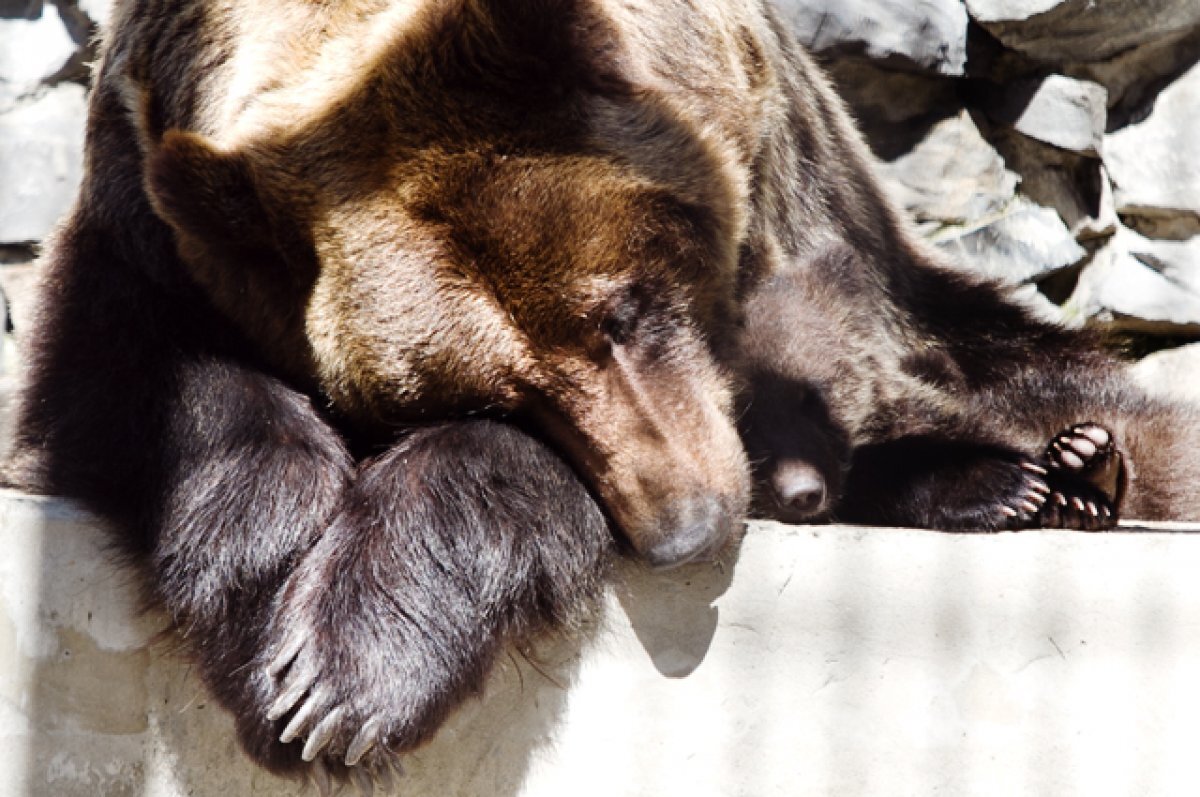    Медведи в Томской области начнут просыпаться в первой декаде апреля