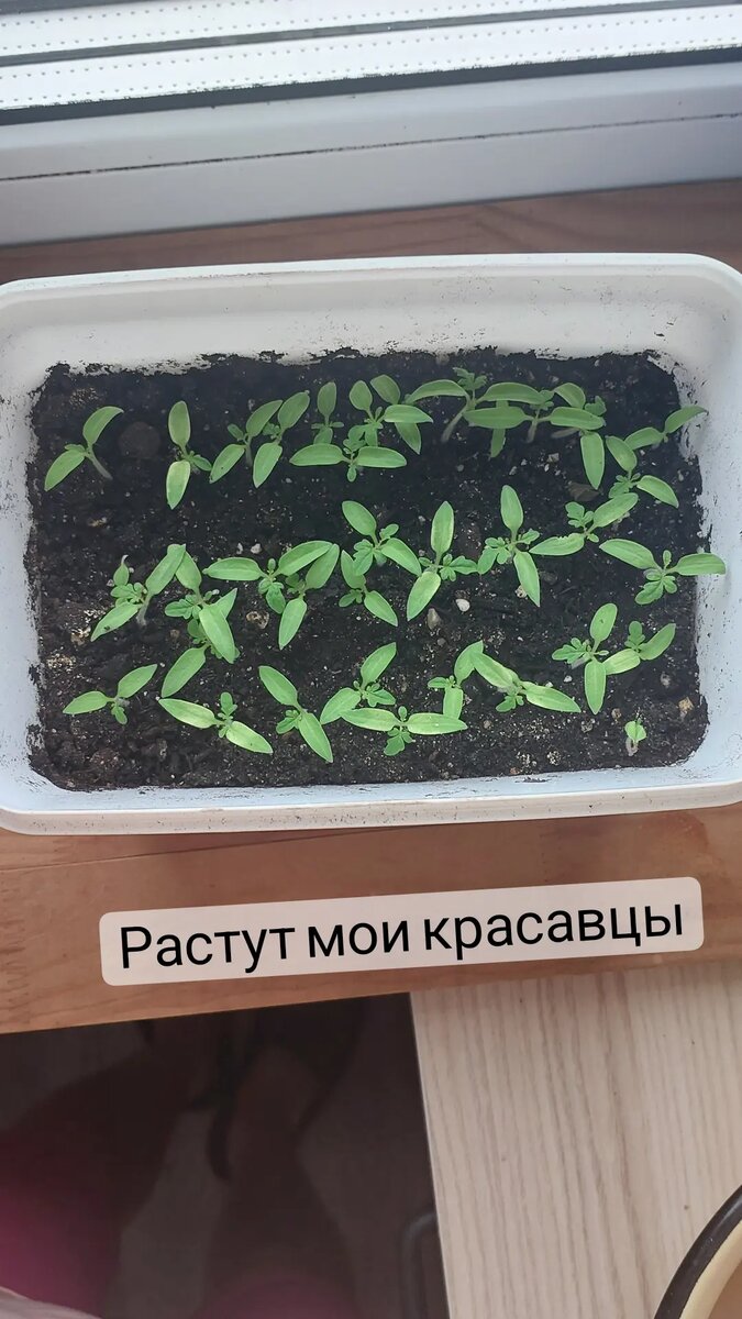 Растут