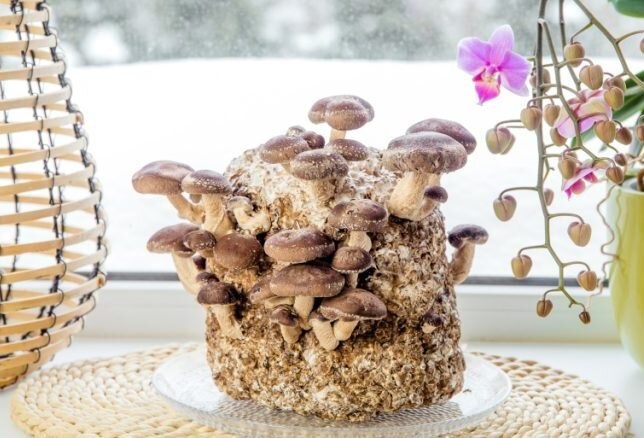 Выращивание грибов в домашних условиях