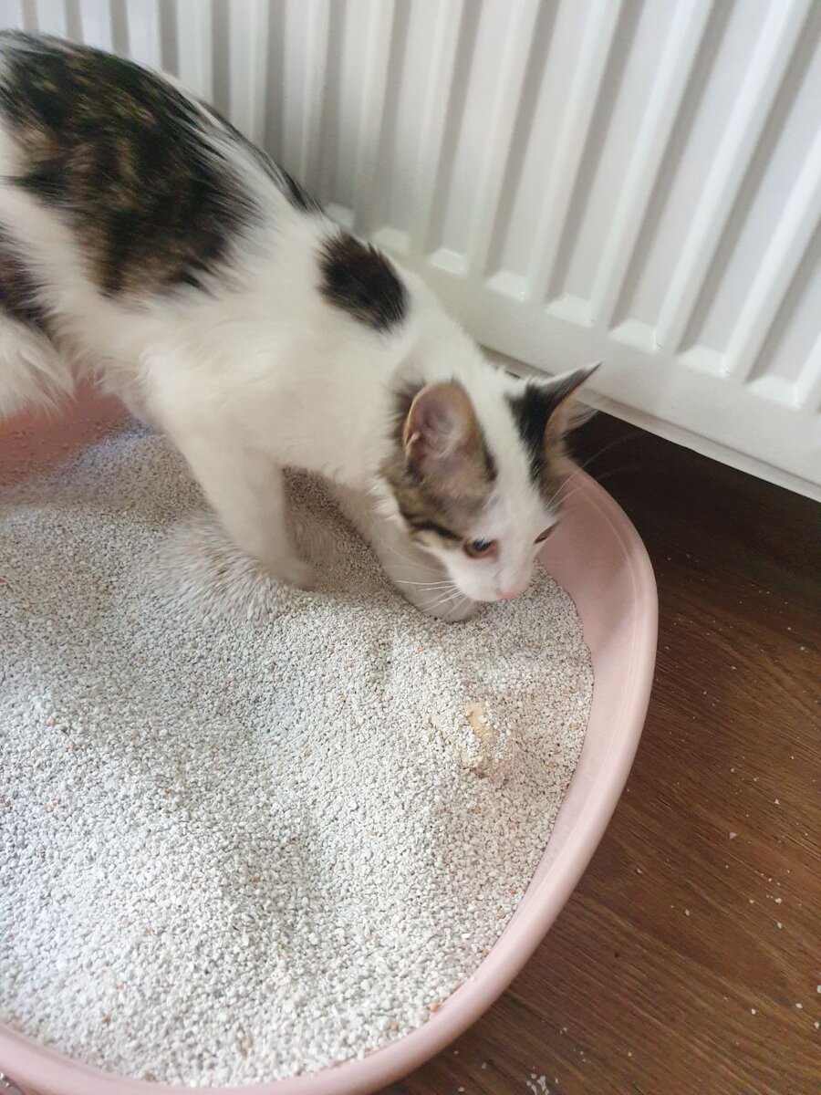 Лоток должен быть глубоким и в нем должно быть много наполнителя