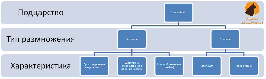 Схема 1 - Типы размножения Простейших