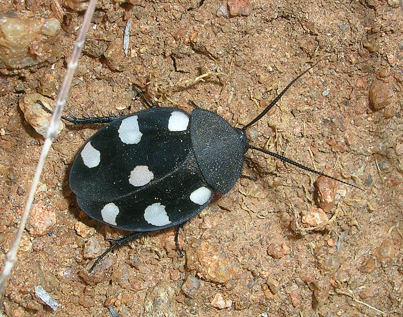 Пустынный таракан (Therea petiveriana (Linnaeus, 1758))