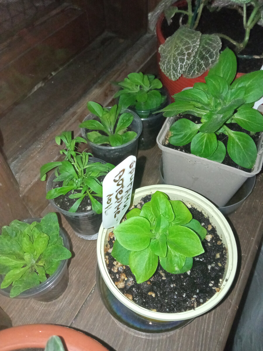 Мои плантации выросли 