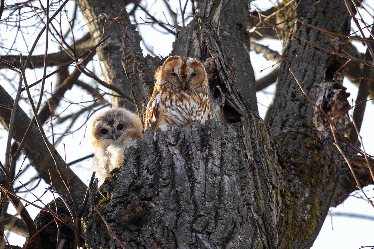 серая неясыть рыжей морфы с птенцом