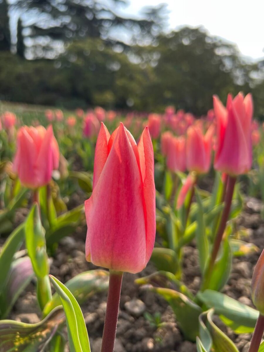 Тюльпаны // Фото: Анна Корякова