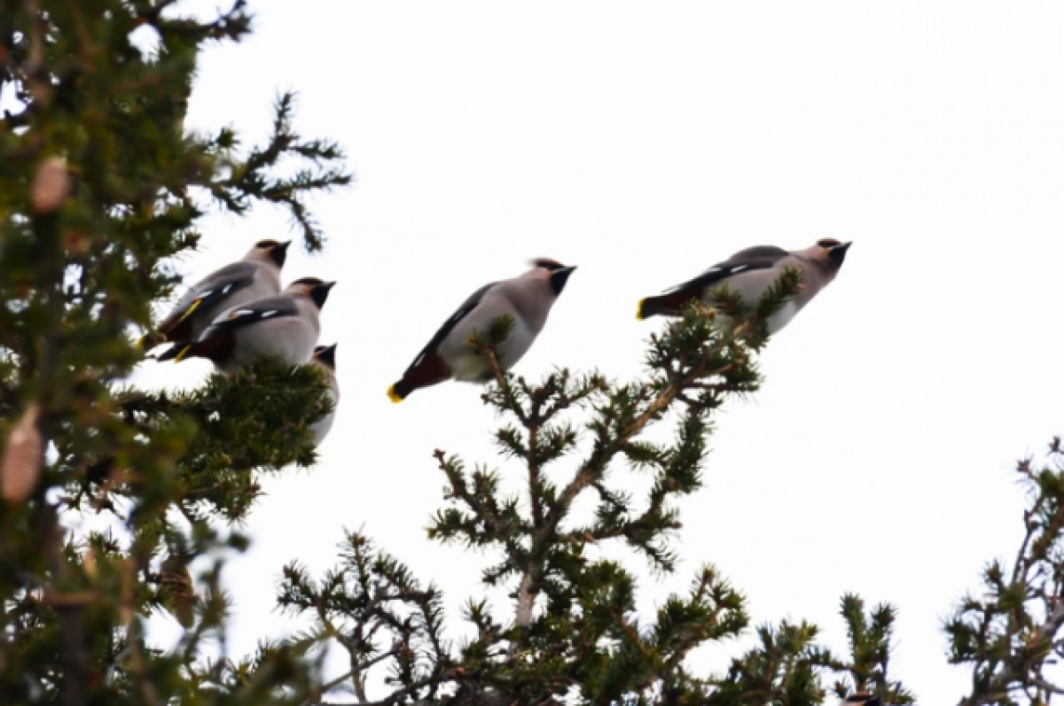    Орнитолог опровергла миф о пьяных свиристелях в Тюмени