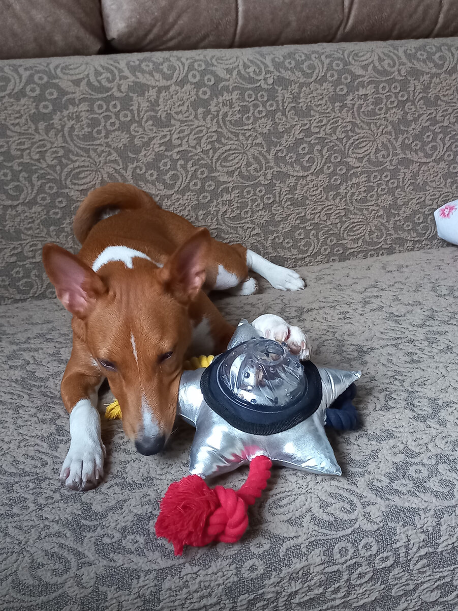 Через час от игрушки ничего не осталось 😃