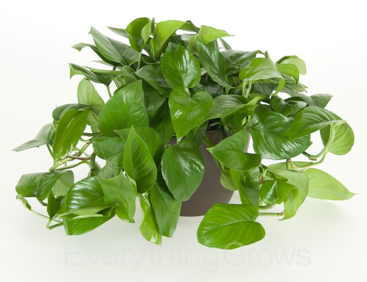 Pothos растение