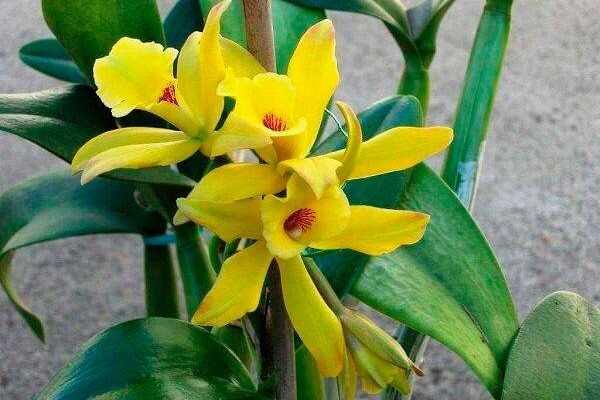 Какие разновидности орхидей существуют? | Ферма.expert 🌿 | Дзен