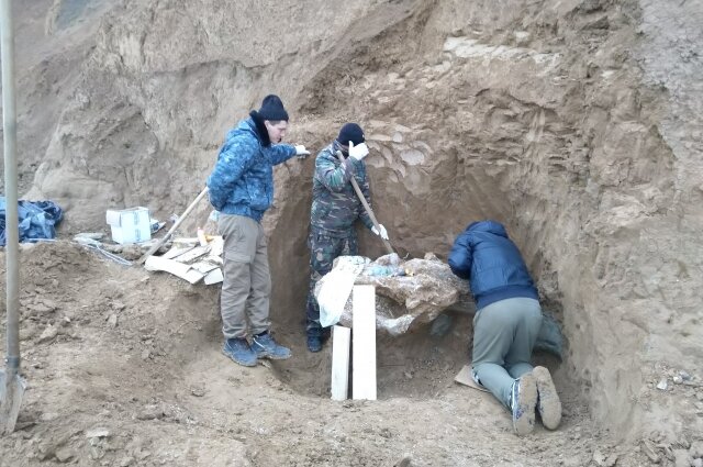    Раскопки черепа трогонтериевого мамонта на берегу Таганрогского залива. Фото: ЮНЦ РАН