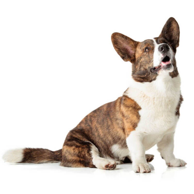 Корги - это порода собак, которая очень популярна во всем мире. Они известны своими милыми короткими лапками и длинным телом.-2