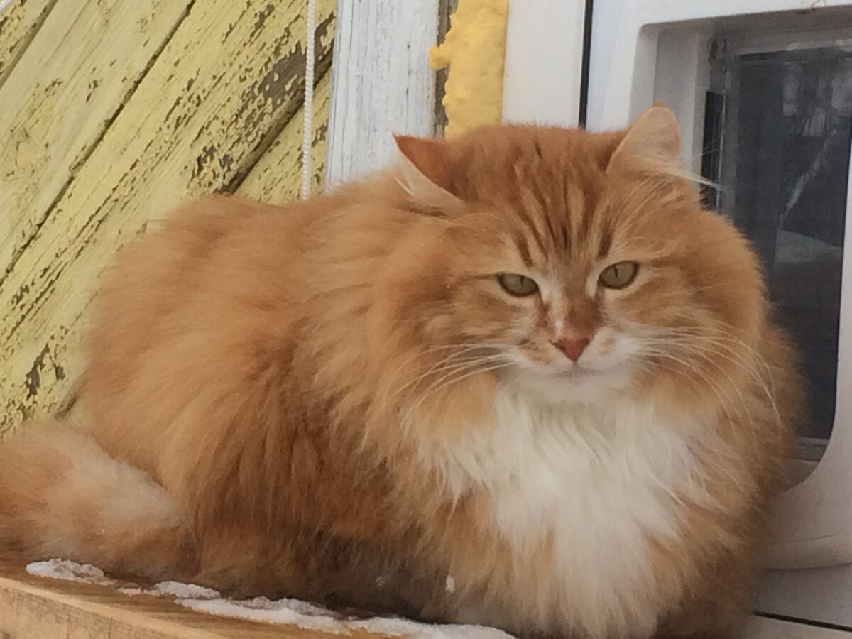 Это мой Беша