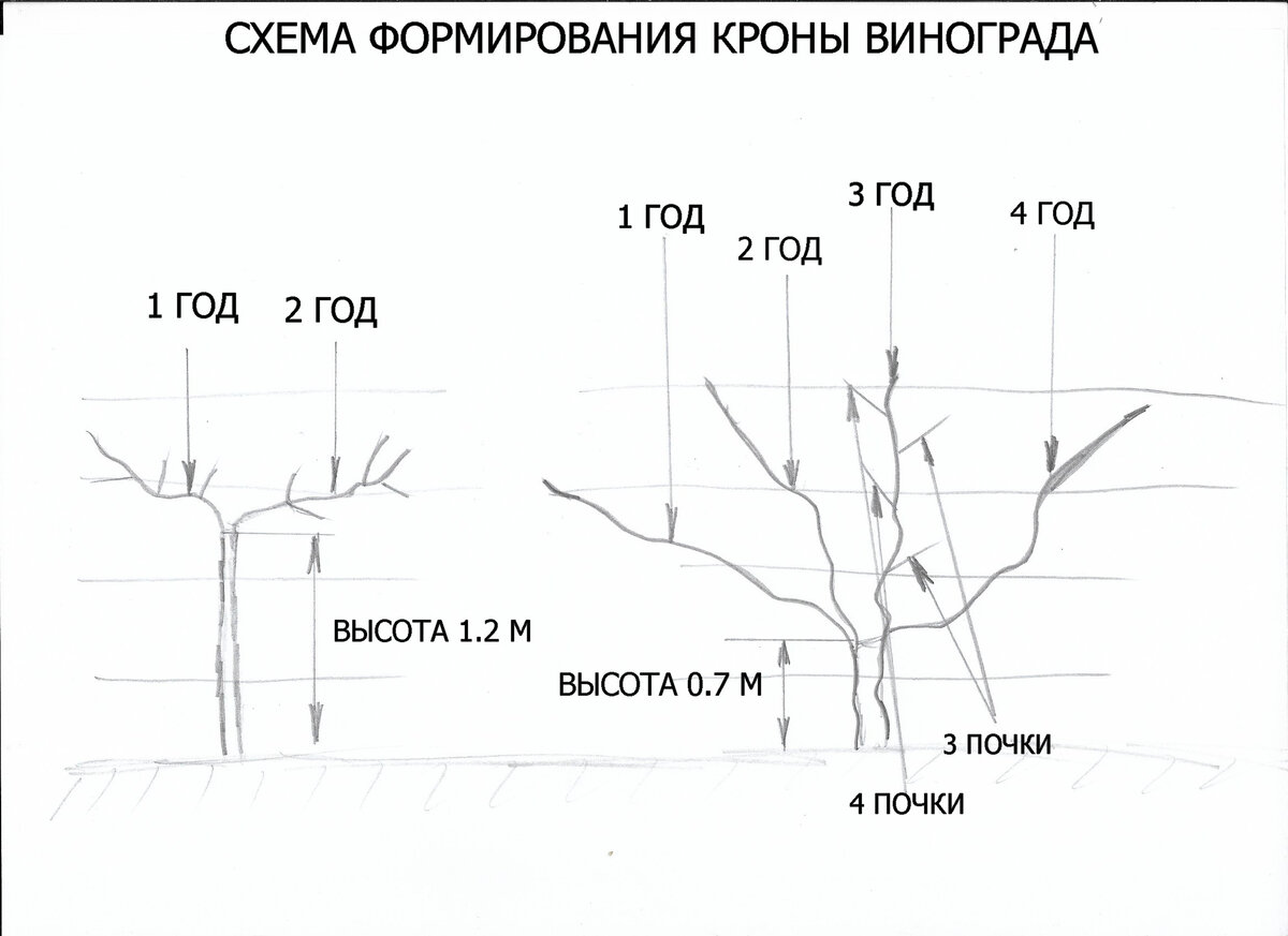 Жимолость как обрезать кусты. Жимолость схема посадки кустов. Схема посадки кустарника для детей. Табличка для посадки куста. Схема посадки клумбы.