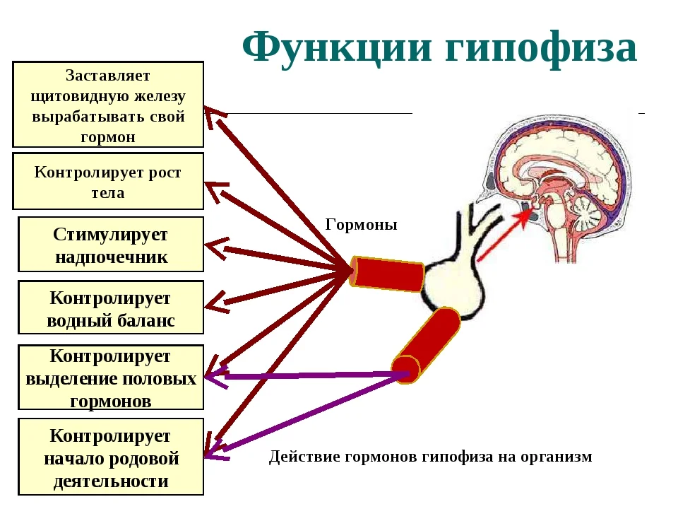 Посмотрите на рисунок 73 нарушение функции гипофиза и рисунок 74 нарушение функции щитовидной железы