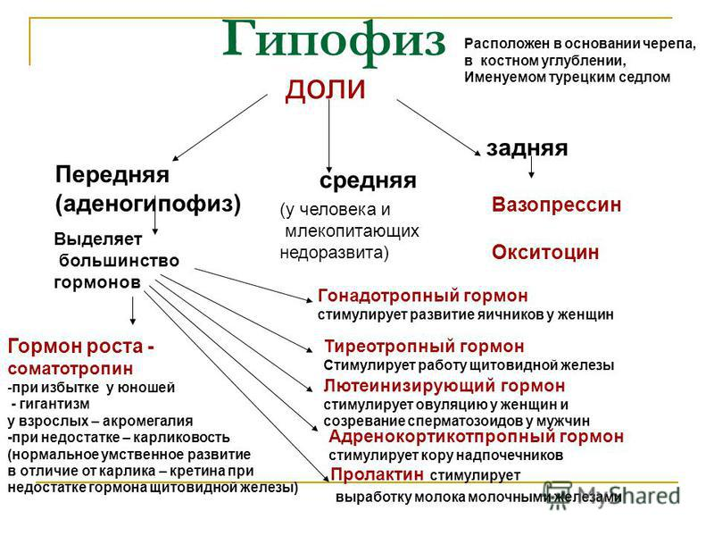 Гипофиз доли функции