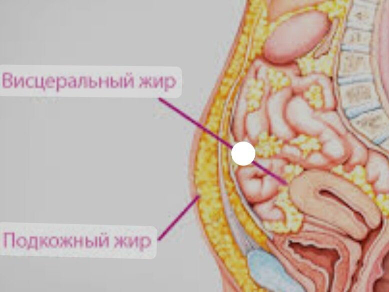 Висцеральный жир как убрать женщинам после 50. Висцеральный жир на печени. Уровень висцерального жира. Висцеральный жир под ребрами.