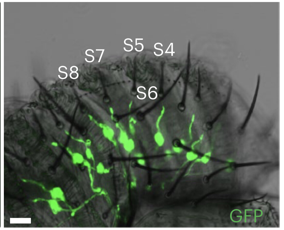     Нейроны, экспрессирующие alka, в сенсиллах S-типа Tingwei Mi et al. / Nature Metabolism, 2023