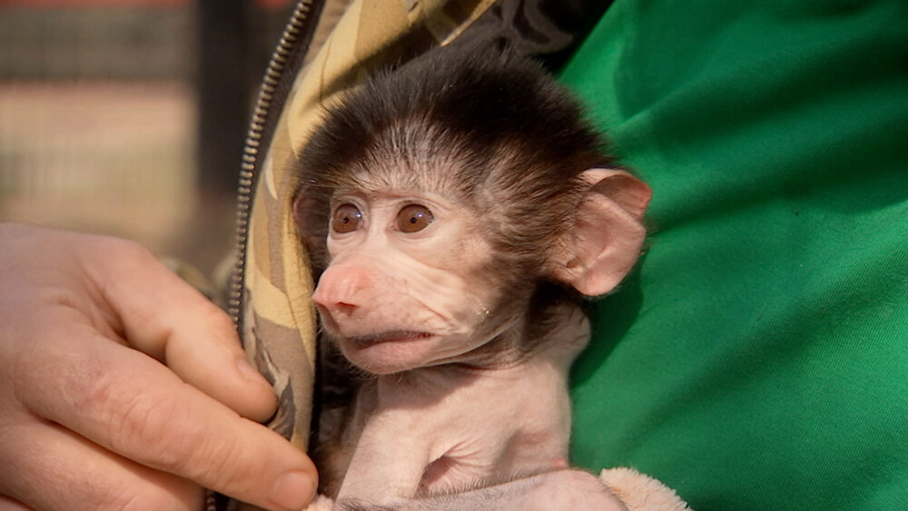    © АО "ТВ Центр"