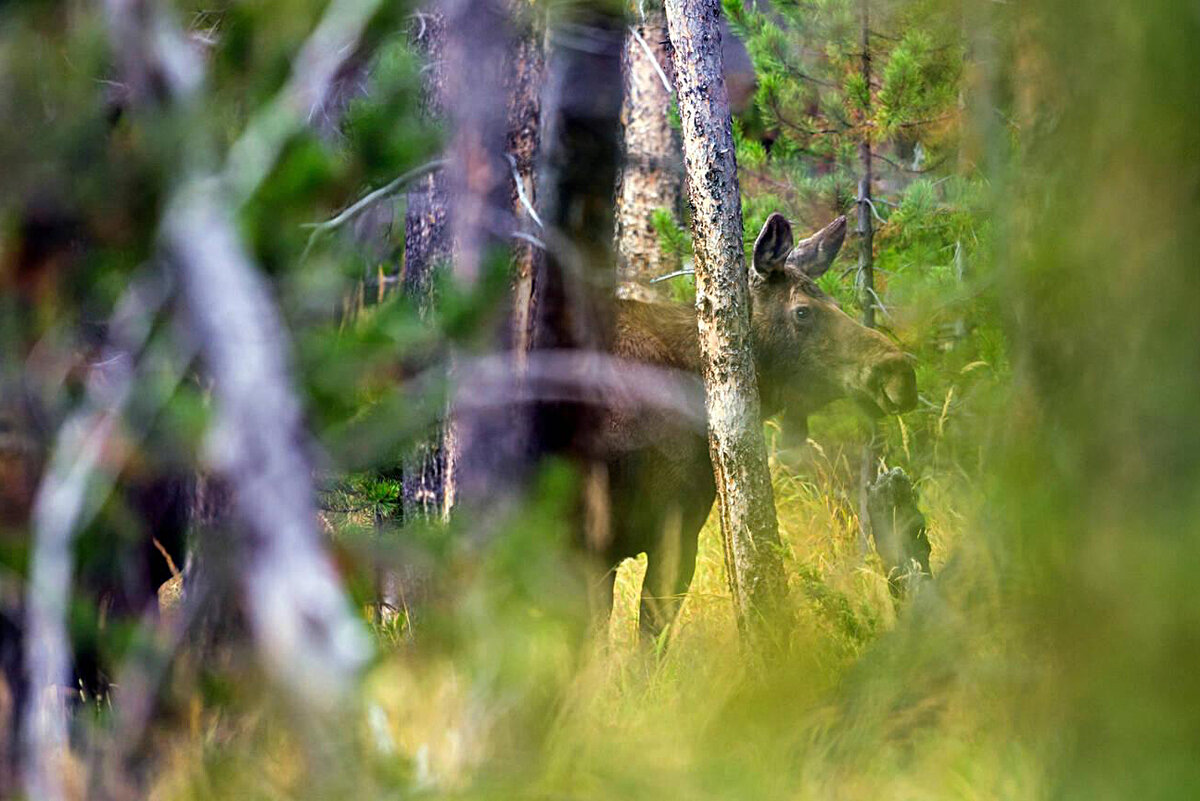 Как живёт и выживает лось: 8 интересных хитростей и приёмов «сохатого ...
