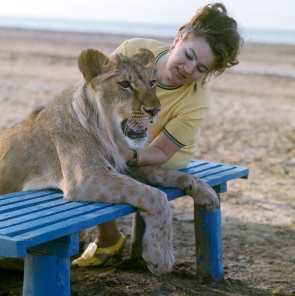 Нина Берберова на прогулке со своим домашним львом Кингом. Побережье Каспийского моря