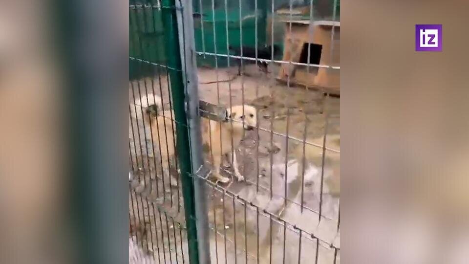    По пояс в воде: собачий приют затопило в Подмосковье