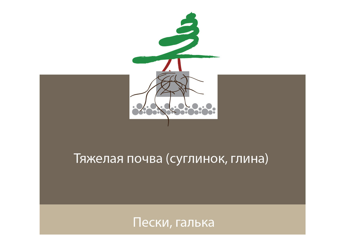 Друзья, привет! Сейчас весна, опять много статей про посадку растений. Как правильно, как неправильно. Одним из главных условий посадки на тяжелых почвах, считается дренаж.-4