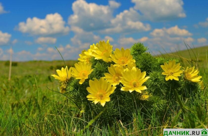 Публикация «Растения луга Воронежской области» размещена в разделах