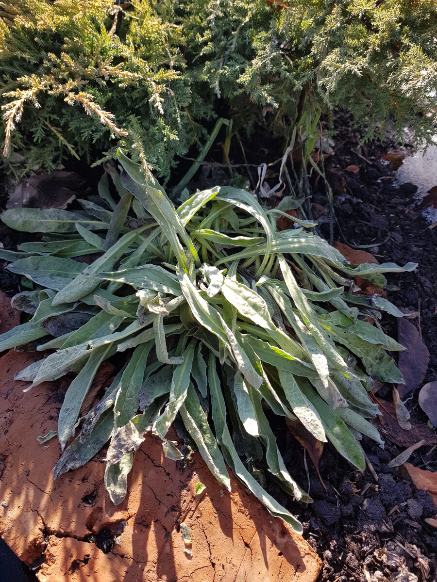 Всё такой же бархатистый ушастик. 