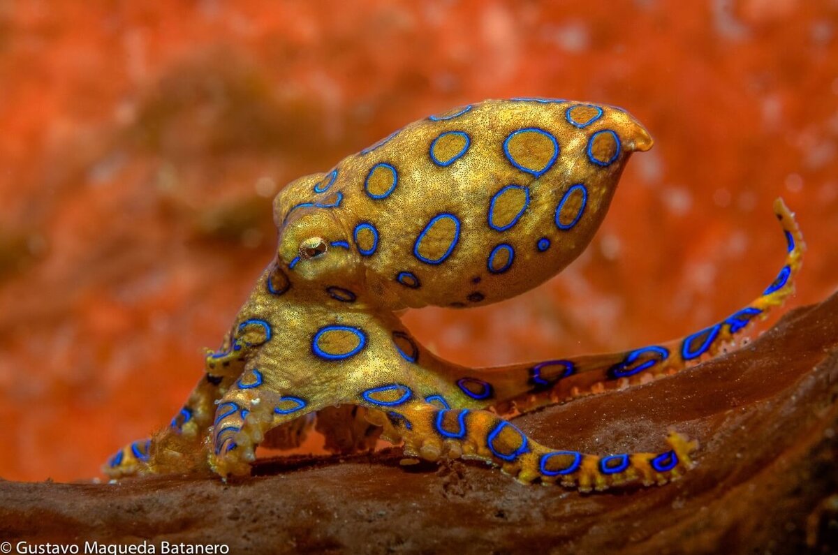    Среди осьминогов есть и те, кто может убить своим ядом за несколько минут