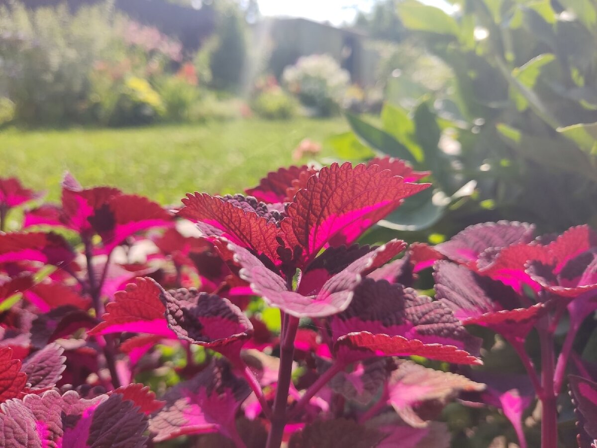 Колеусы в саду