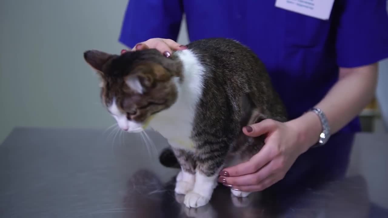 Как лечить кошку в домашних условиях?