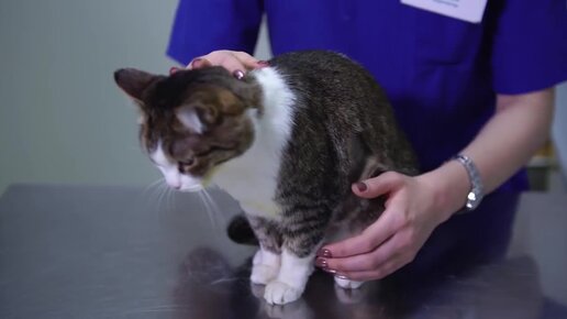 Как правильно сделать укол кошке или коту в бедро или холку. Подкожная  инъекция в домашних условиях | Ветеринарная клиника Ветдоктор | Дзен
