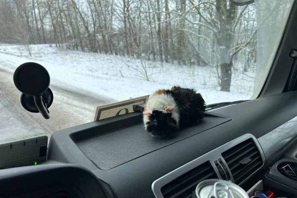     Морскую свинку спасли из кучи мусора в Петербурге / Фото: НЭО