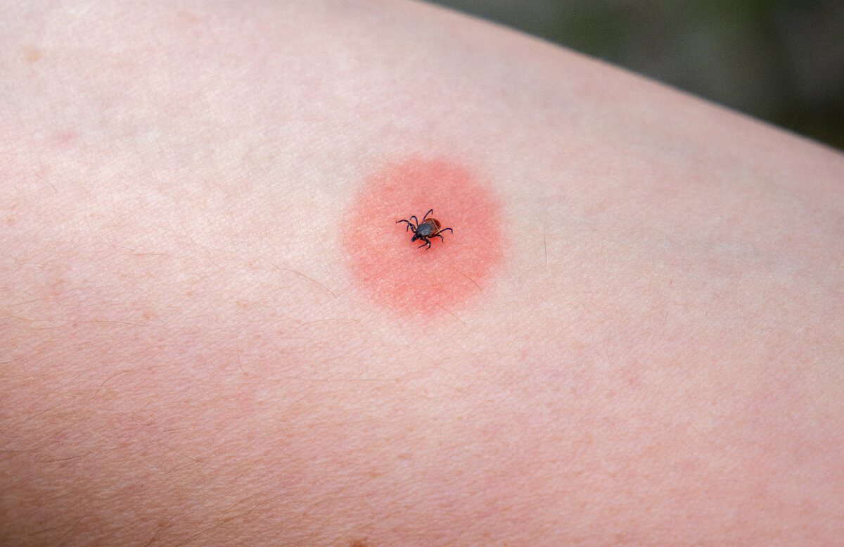   Фото: istockphoto.com/Animaflora