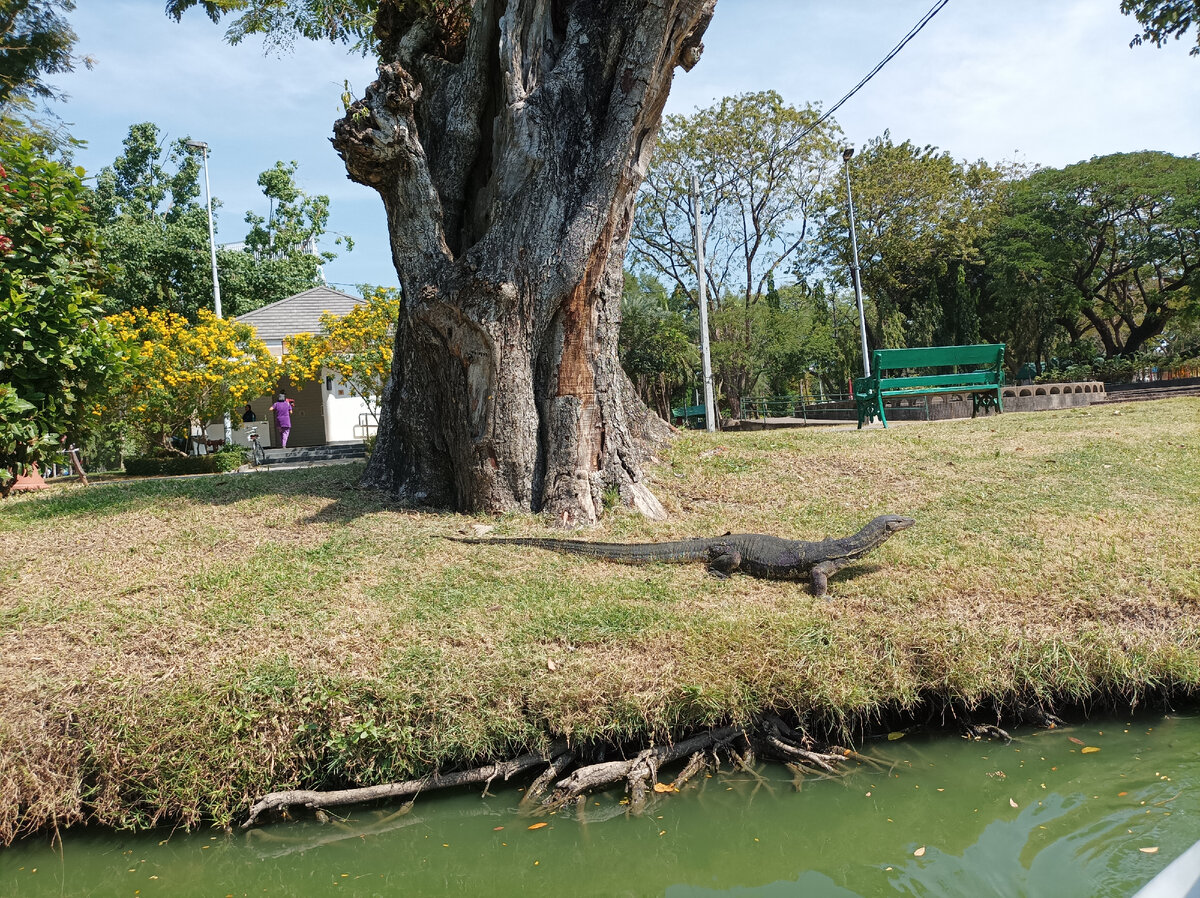 Варан - если есть...
