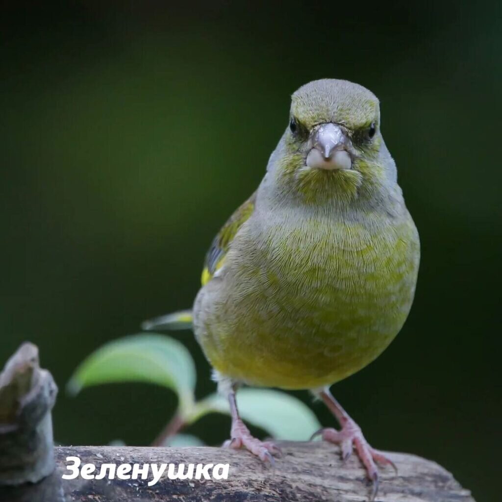 Фото: ГПБУ «Мосприрода»