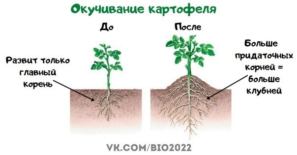 Зачем делать окучивание растений. Зачем делать окучивание растений. Зачем делать окучивание растений. Окучивание картофеля. Рыхление картофеля.