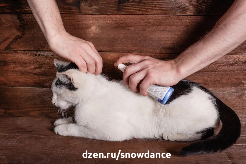 Клещи могут прицепляться к кошкам и вызывать целый ряд проблем со здоровьем, включая болезнь Лайма. Очень важно знать, как безопасно снять клеща с кошки и уничтожить его.-6