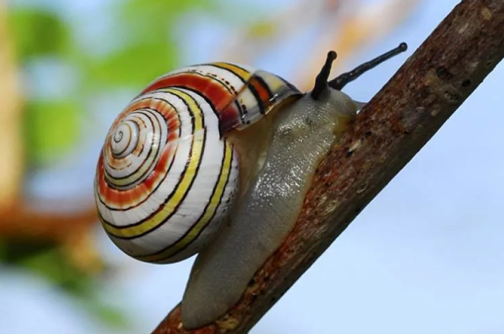 Улитка Priotrohatella stellata