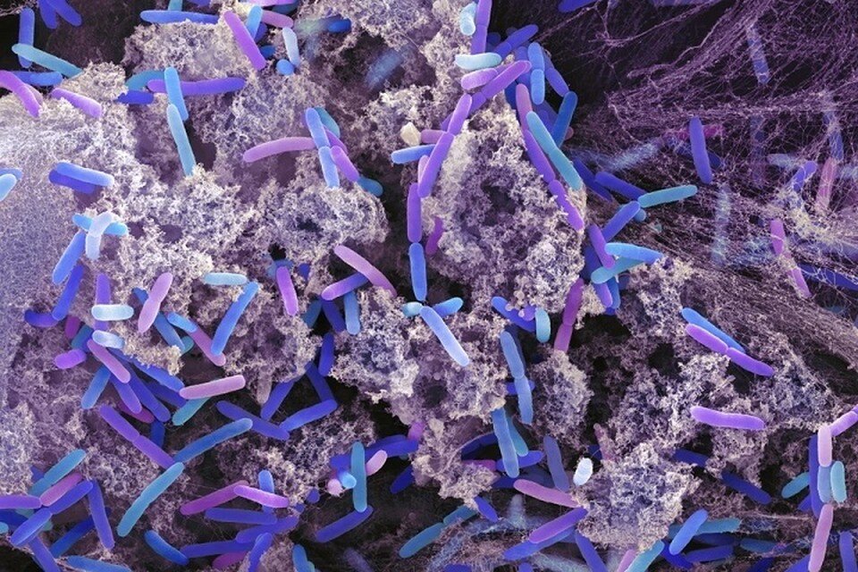     Ученые обнаружили новые древние бактерии в скважине на глубине 500 метров в Беларуси. Фотоиллюстрация: EAST NEWS