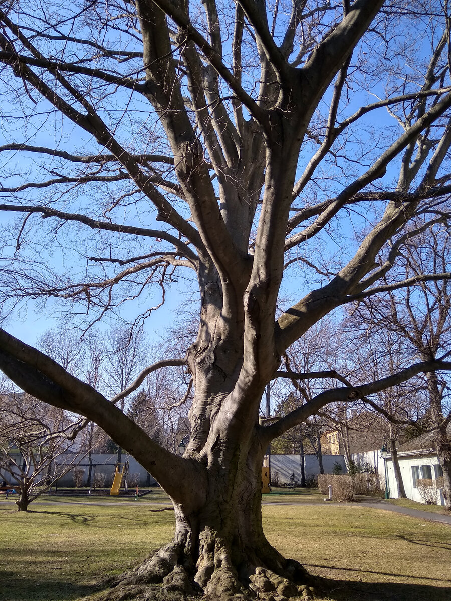 Вековой платан в посёлке Мариа-Энцерсдорф. Фото автора
