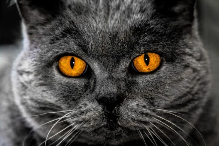 Что нельзя делать с кошачьими усами: народные приметы и суеверия |  TUT-NEWS.RU | Дзен
