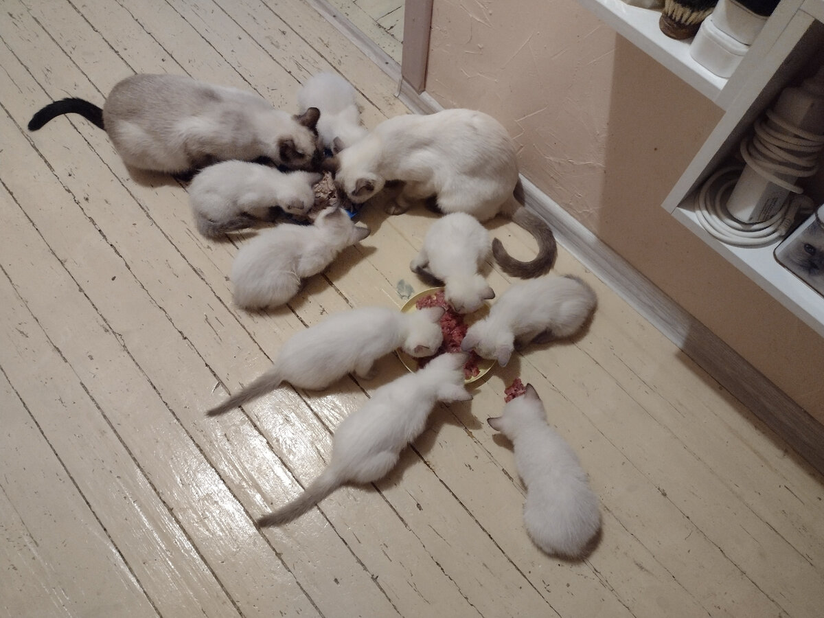 Выставочные кошки. Выставка кошек. Выставка кошек. Выставка кошек. Кот победитель.