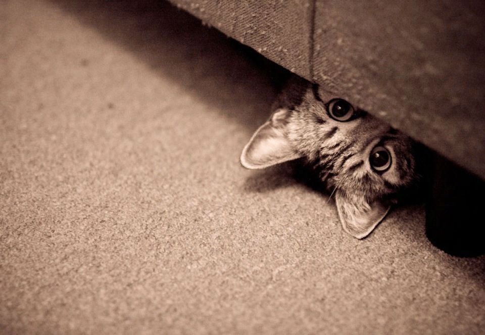 Коты играют в прятки. Кот прячется. Кот прячется под диван. Котенок под диваном. Котенок прячется.
